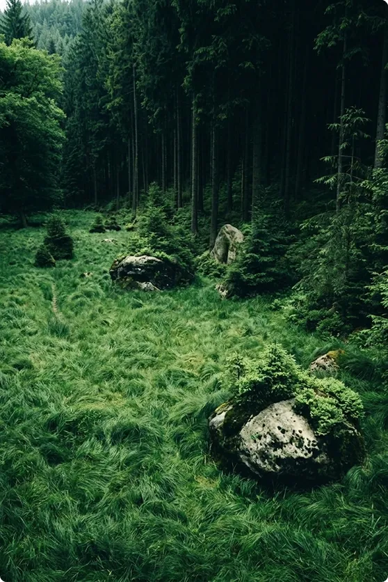 Prairie herbeuse bordée de grands conifères et de rochers moussus dans une forêt naturelle.